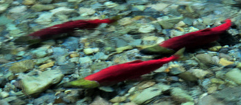 Sockeye salmon running