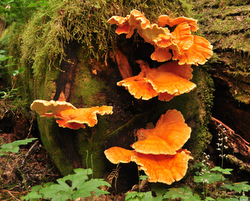 Colorful mushrooms