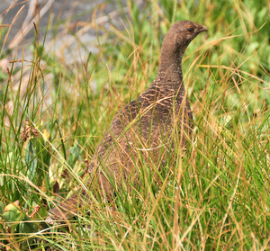 Blue Grouse female