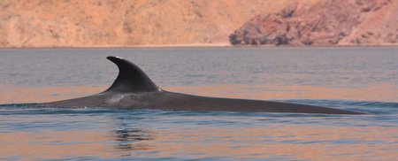 Fin whale