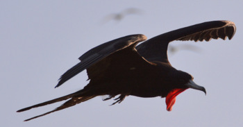 Magnificient frigatebird (male)