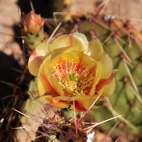Blooming cacti