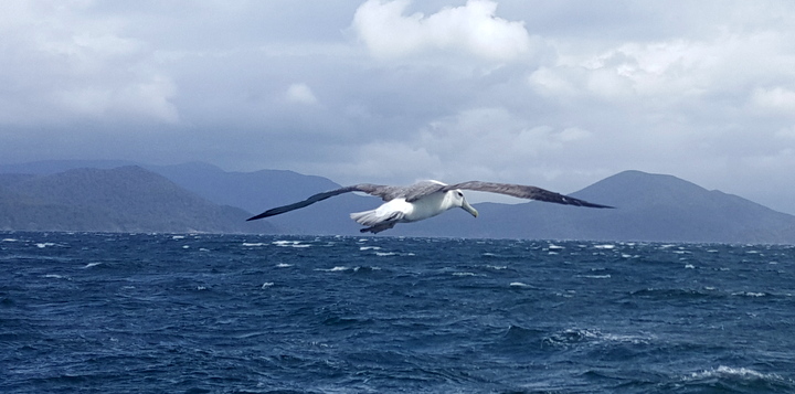 Albatross