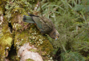 Kea