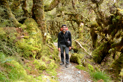 Moss forest