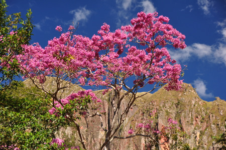 Blooming tajibo