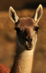 Guanacos at Chacabuco Valley