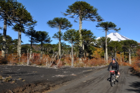 Cèsar pedaleando en un bosque de araucarias