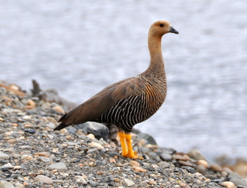 Caiquén chick