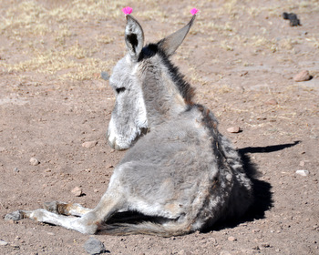 Fancy donkey