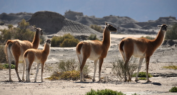 Guanacos