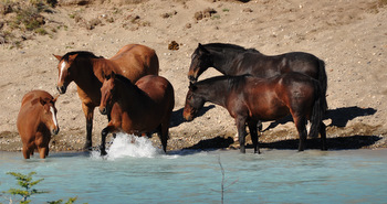 Horses near estancia Cristina