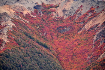 Lengas in fall