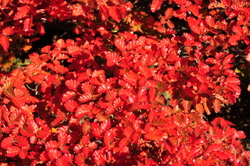 Lenga in fall