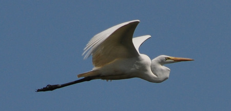 Snowy egret
