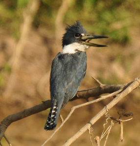 Ringed kingfisher