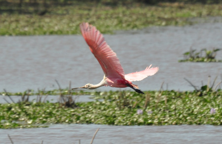 Roseate spoonbill