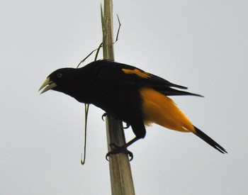 Yellow weaver