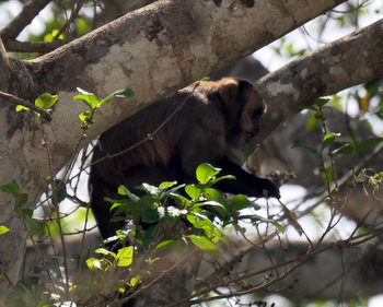 Monkey
