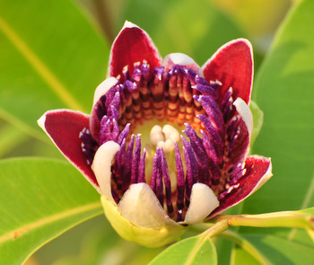 Pachío flower