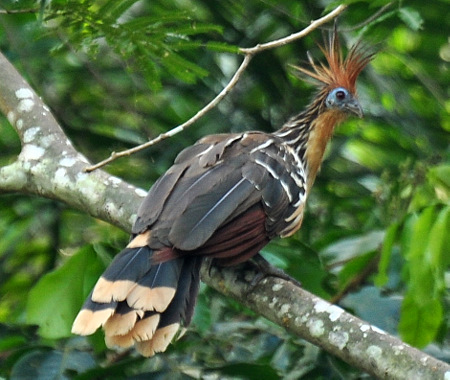 Hoatzin