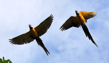 Black-beard macaws