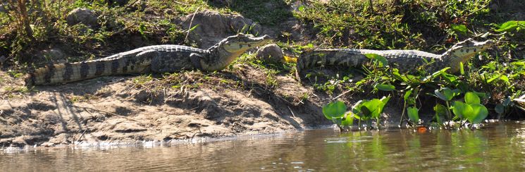 Aligators basking in the sun