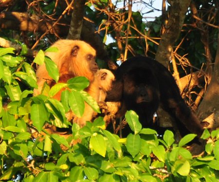 Family of howler monkeys