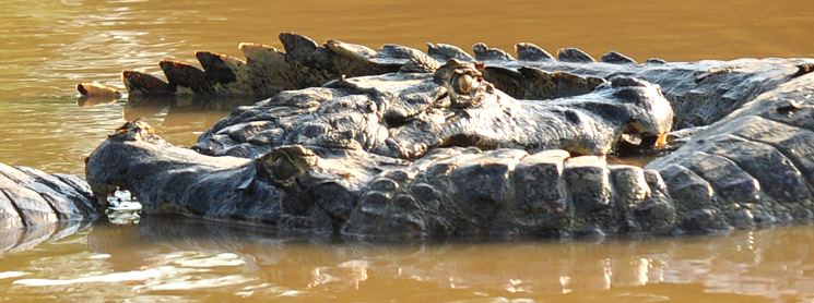 Aligator fight close up