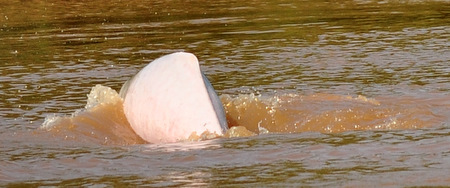 Pink dolphin