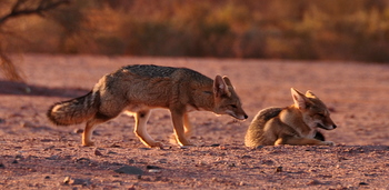 Zorros al atardecer