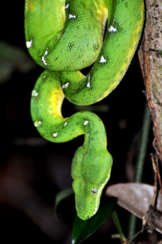 Emerald boa
