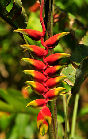 Heliconia flower