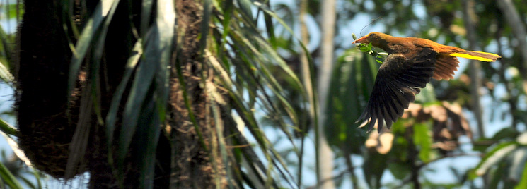 Russet-backed oriole building its nest