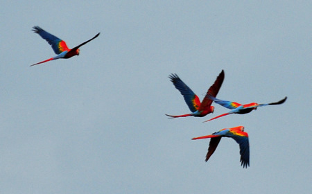Scarlet macaws