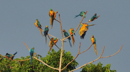 Blue and yellow macaws