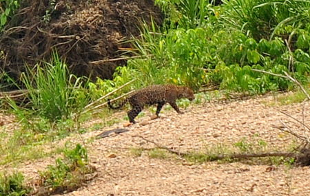 Jaguar