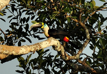 White-throated toucan
