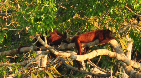 Howler monkeys