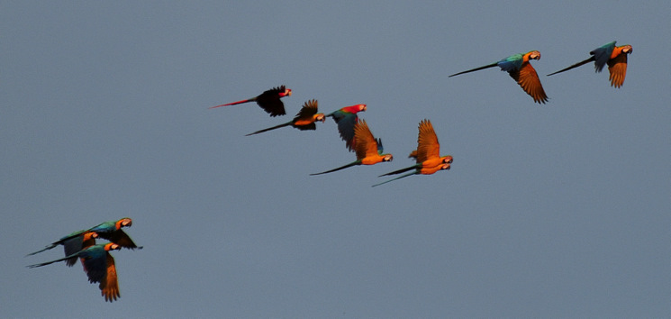 Macaws