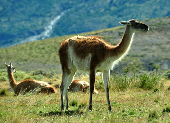 Guanacos at Las Torres del Paine NP