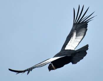 Condor sobrevolandonos