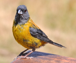 Pajarillo